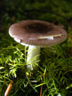 purple and white mushroom.jpg