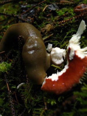 slug eating mushroom.jpg