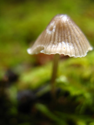 tiny mushroom.jpg