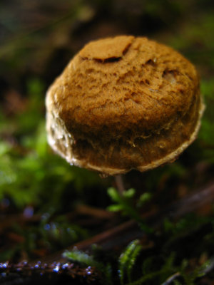 textured mushroom.jpg