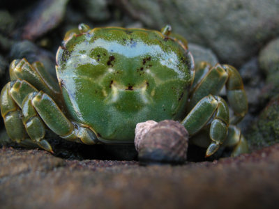 green crab.jpg