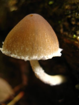 stropharia.jpg