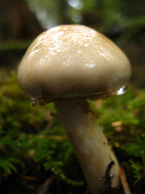 mushroom near camp.jpg