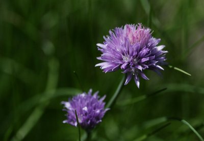 AJ's Chives