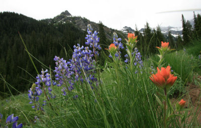 Wildflowers