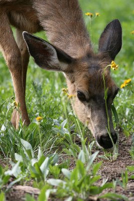 Stop to Smell the Flowers