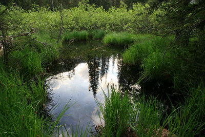 Wetland