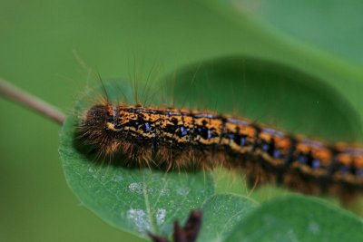 1Caterpillar1.jpg