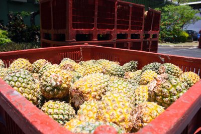 Pineapples for the distillery