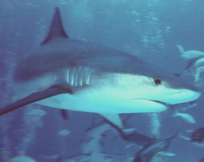 BahamasShark.jpg
