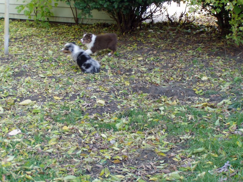 Playing in the backyard