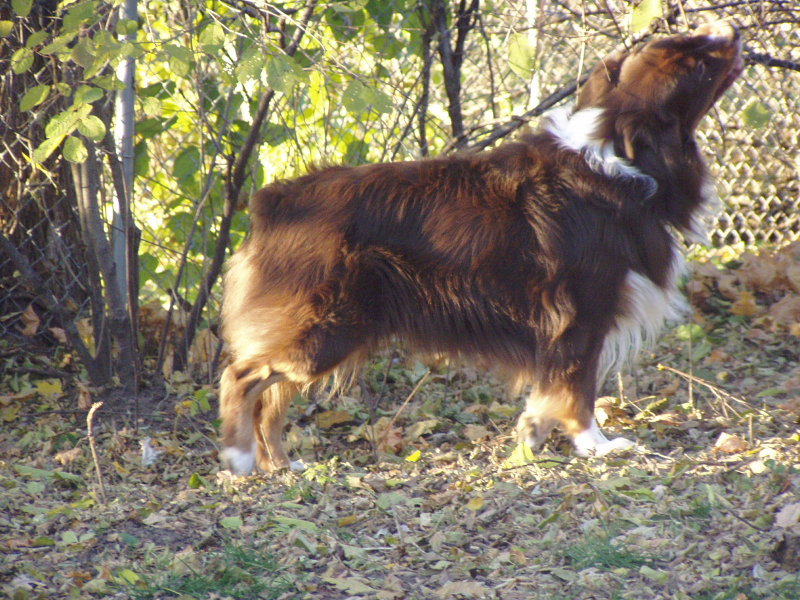 Slinger eating tree branches