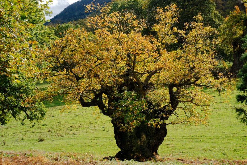 oak tree believed to be 1000 years old