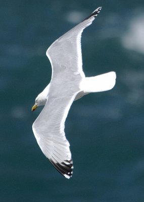 plenty of gulls cruising quite low and near