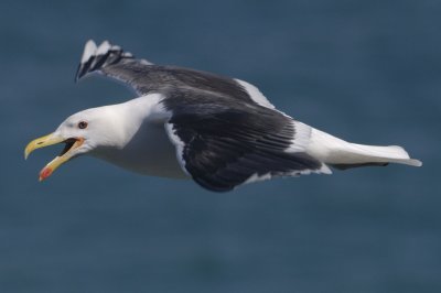 black-back posing near St Agnes ( Larus Marinus )