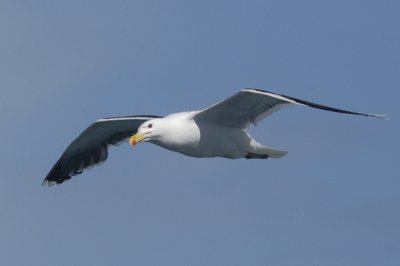 ...and again; knows how slow my lens is ( Larus Marinus )