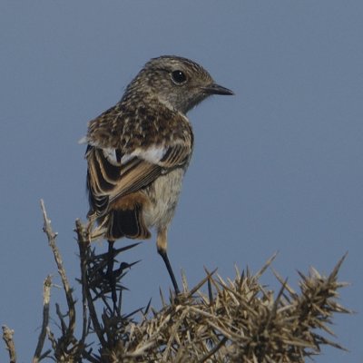 Hey! You nearly forgot me! Stonechat ( Saxicola Torquata )
