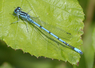 some real nature on the pond in a rather wild garden