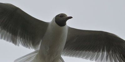 mobbing Orfordness ferry