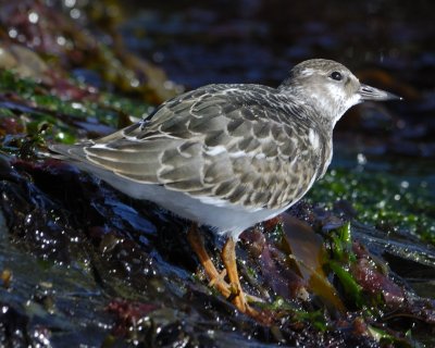 Turnstone at Towan beach end