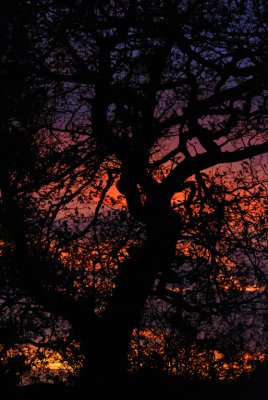 sunset Oak 19.11.08
