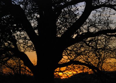 another sunset behind our oak; fantastic strength in that tree