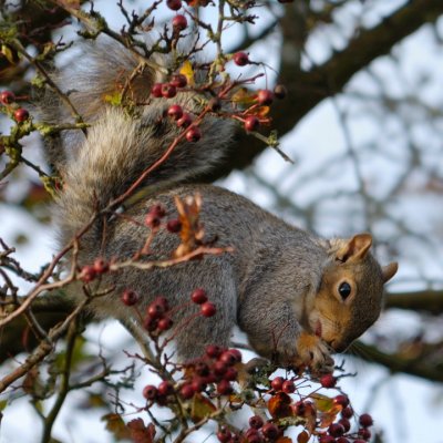 enjoying his tea - Sciurus carolinensis