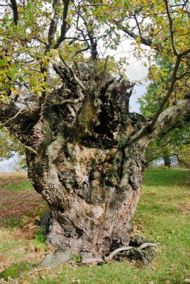 1000 year old oak