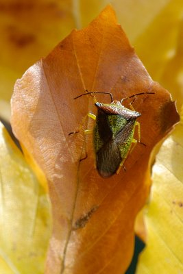 Green Shield Bug variant -  Troilus luridus