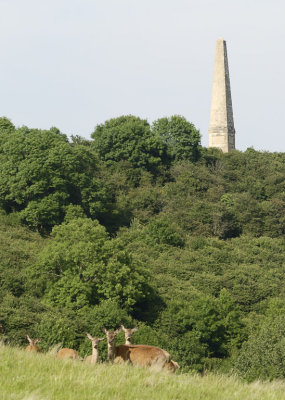 obelisk from the deer park