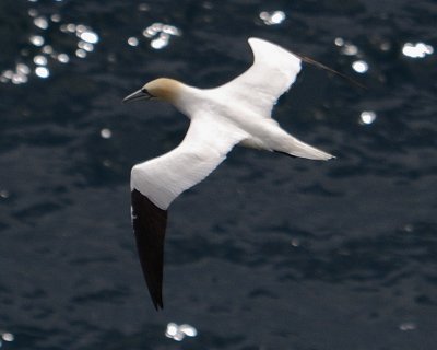 a gannet that asked to represent the dozens of sea birds riding the air-currents around Nare head