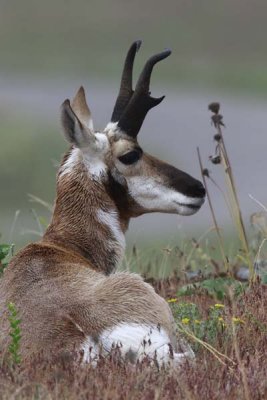 _MG_0155 _ buck antelope.jpg