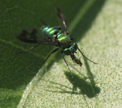 longleggedflywithprey2E1Z0132.jpg