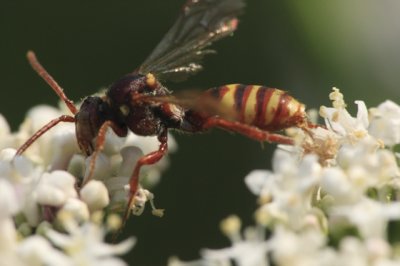 Female Nomad Bee