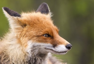 Red Fox (Rdrv) Vulpes vulpes