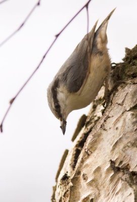 Nuthatch (Ntvcka) Sitta europea