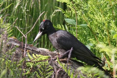 Black Woodpecker (Spillkrka) Dryocopus martius