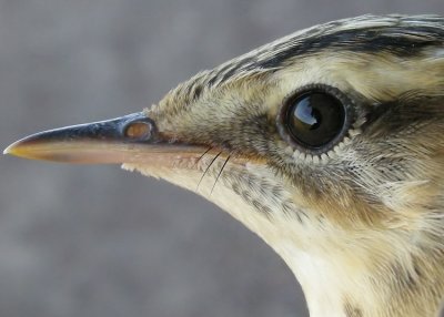 Sedge Warbler (Svsngare) Acrocephalus schoenobaenus
