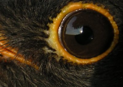 Blackbird (Koltrast) Turdus merula