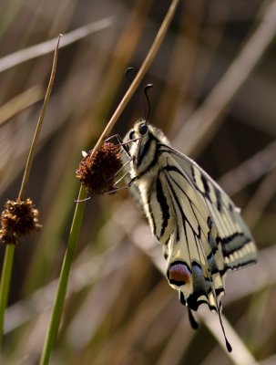 Old World Swallowtail (Makaonfjäril) Papilio machaon