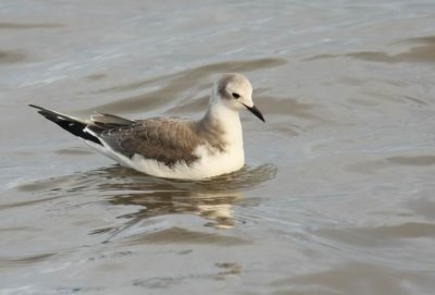 Sabine´s Gull (Tärnmås) Larus sabini