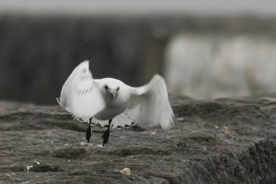 Ivory Gull (Isms) Pagophila eburnea