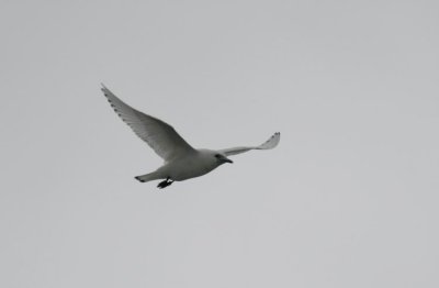 Ivory Gull (Isms) Pagophila eburnea