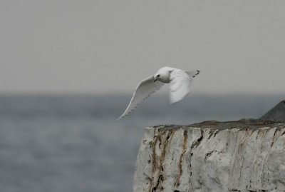 Ivory Gull (Isms) Pagophila eburnea