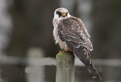Red-footed Falcon (Aftonfalk) Falco vespertinus