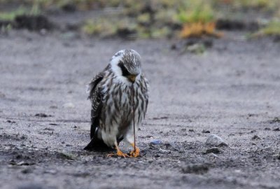 Red-footed Falcon (Aftonfalk) Falco vespertinus