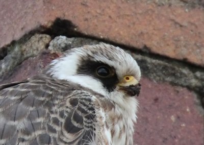 Red-footed Falcon (Aftonfalk) Falco vespertinus