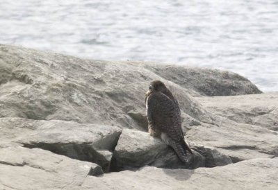 Gyrfalcon (Jaktfalk) Falco rusticolus