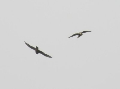 Gyrfalcon (Jaktfalk) Falco rusticolus