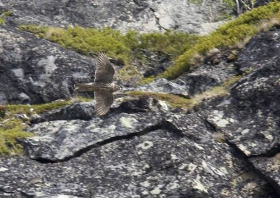 Gyrfalcon (Jaktfalk) Falco rusticolus